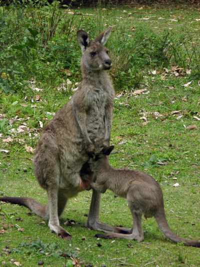 baby kangaroo pouch